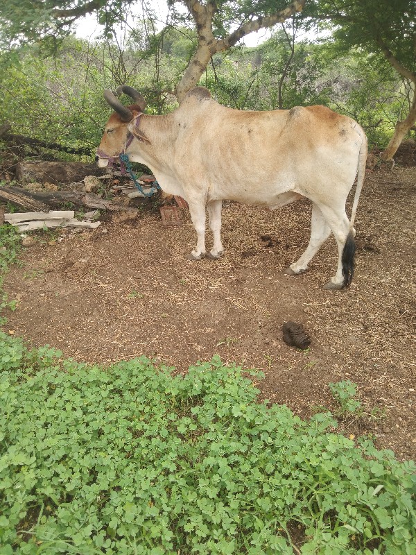 વેચવાનુ છે