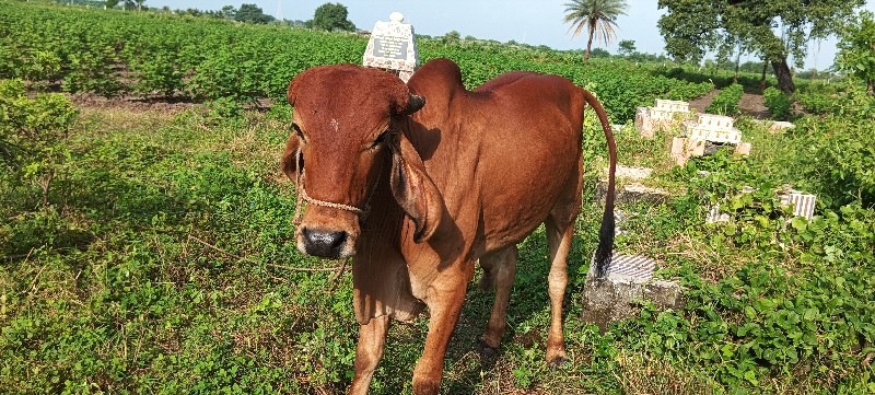 આ ઘોડલો વેચવાનો...