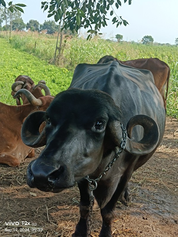 ભેંશ