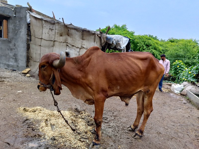 ધરનોબરધછે