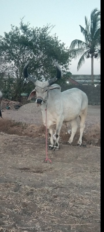 આવો લેવા નો સે