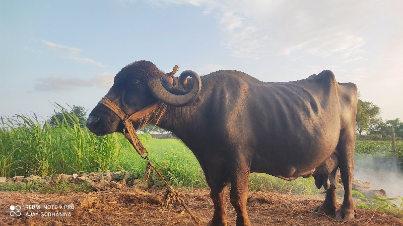 ભેંસ વેચવાની છે...