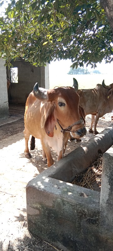 આ ગોધલો વેછવાનો...