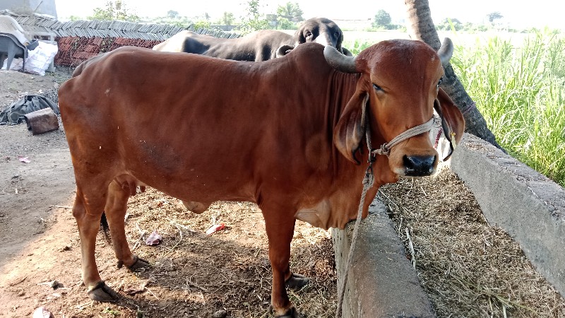 ગાય વેચવાની છે