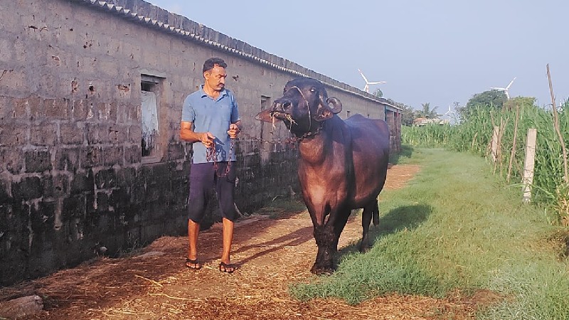 ભેસ વેશવાની છે