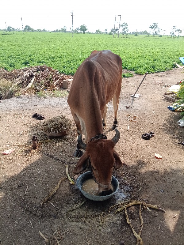 ગાય વેચવાની છે...