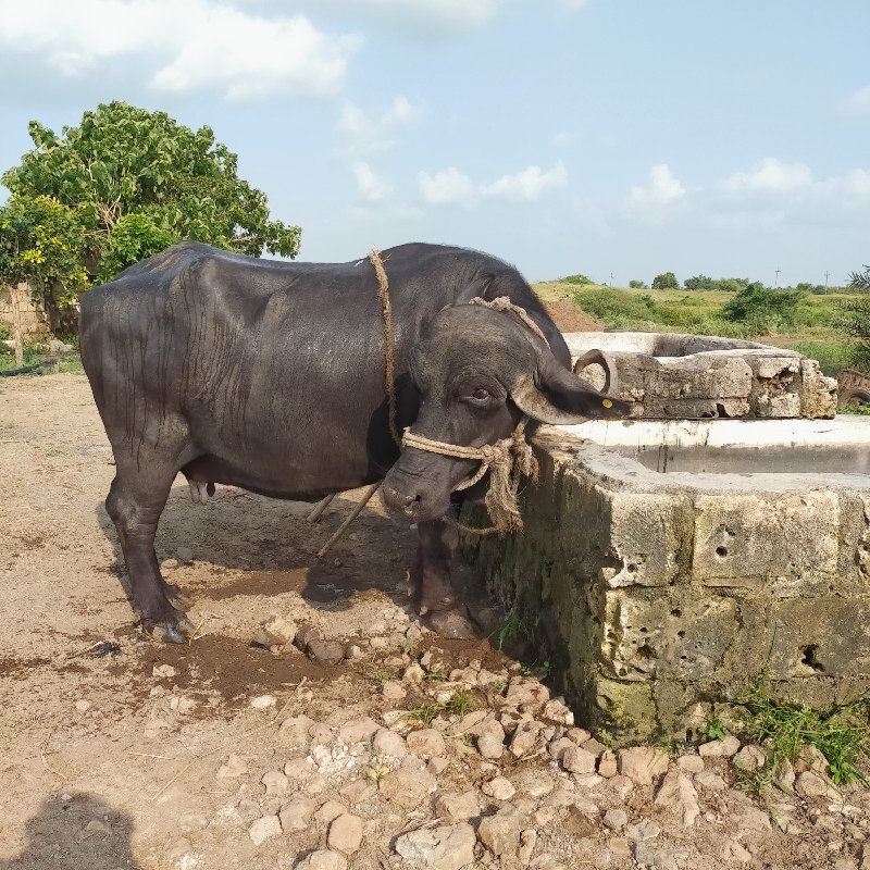 ભેંસુ વેચવાની છ...