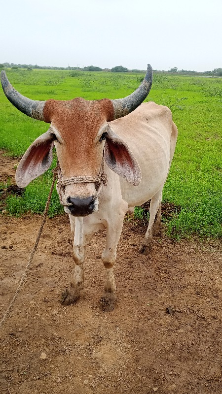 ગોંઢલો વેચવાનો...