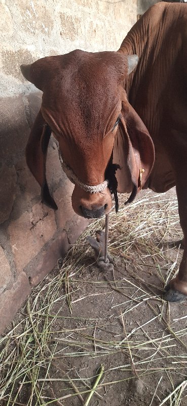 વાછડી