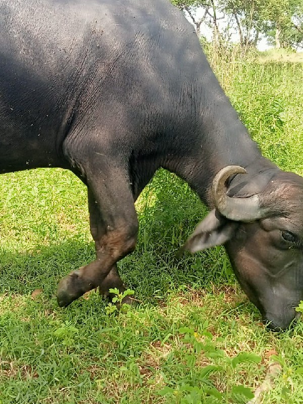 ખડેલી વેચવાની છ...