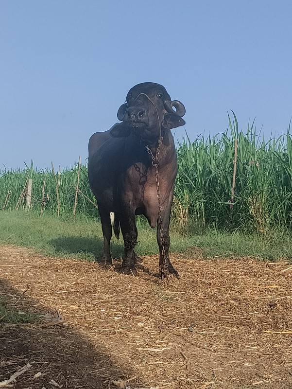 ભેસ વેશવાની છે