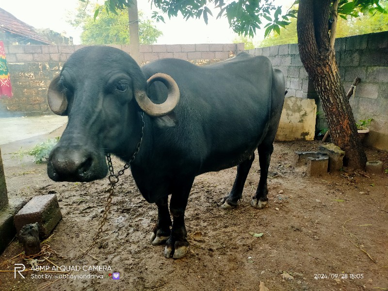 વેચવાની છે.