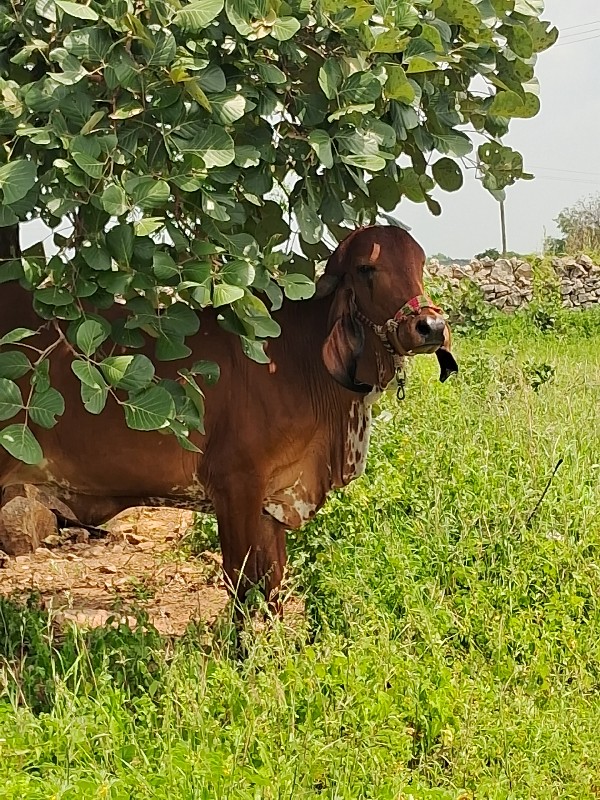 100% ગીર