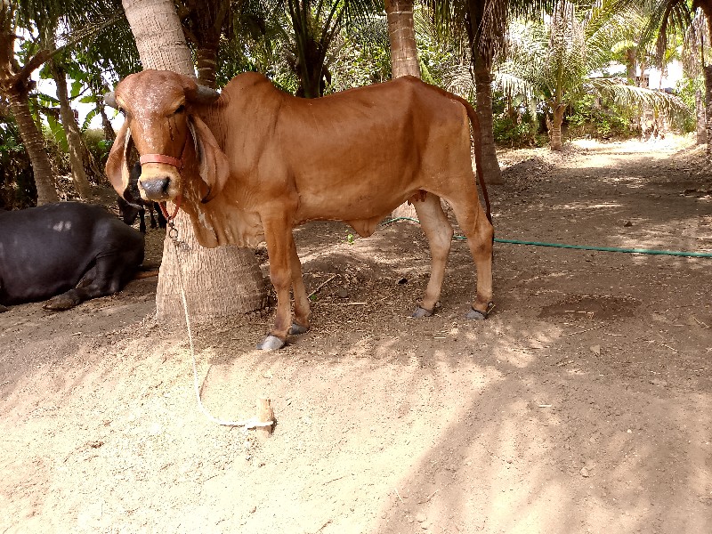 ગીર હોડાકી વેચવ...