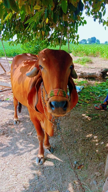 ગાય વેસવાની છે