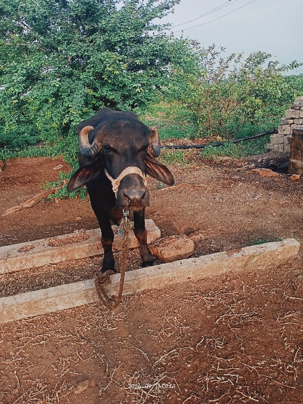 ભેંસ વેચવાની છે