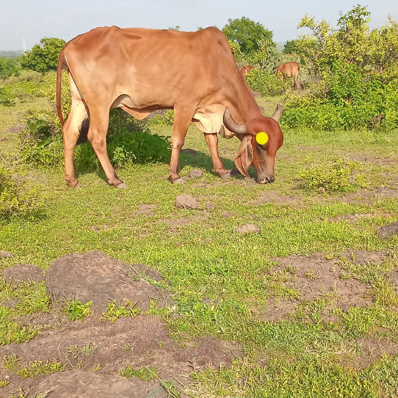 ગાય વેચવાની છે