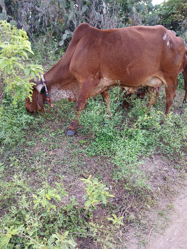 3 વેટર ગાય