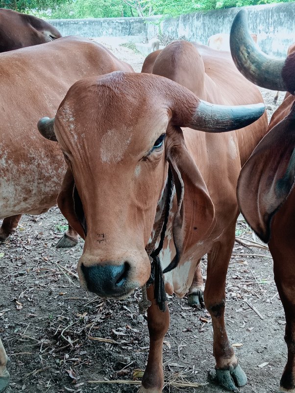 ગીર ગાય વેચવાની...