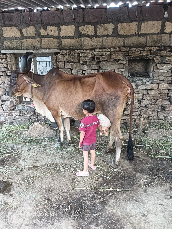 ગાય વેચવાની છે