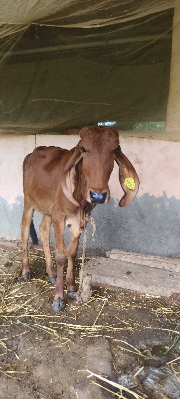 હોડકી વેચવાની છ...