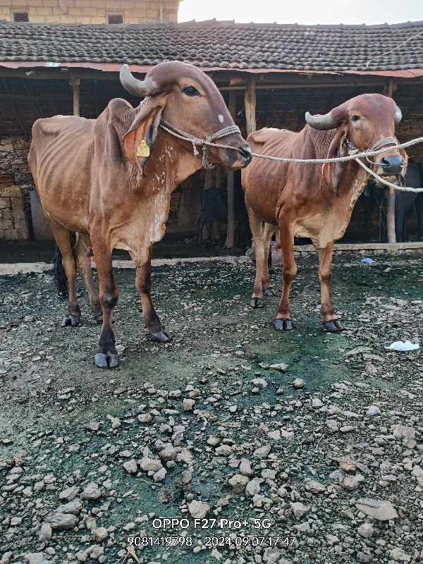 ગોઢલા વેચવાના છ...