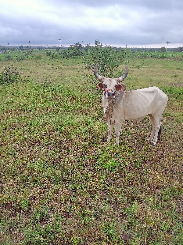 ગોઢલો વેચવા નો...