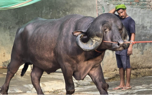 કુત્રિમ બીજદાન...