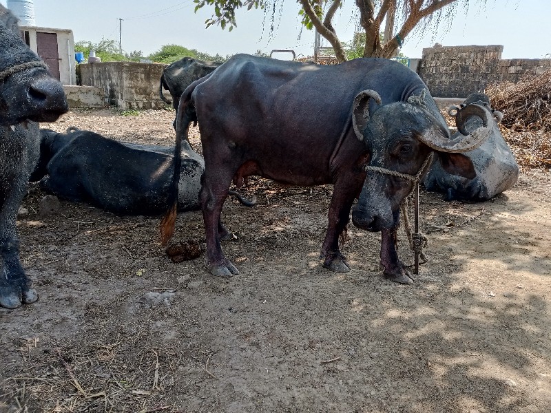 ભેંસ વેચવાની છે