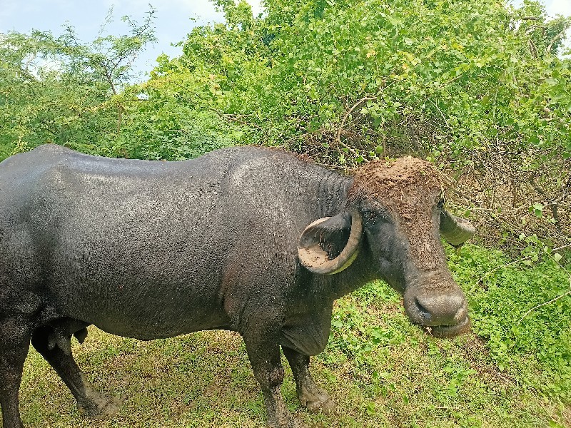 આ ભેંશ વેશવા ની...