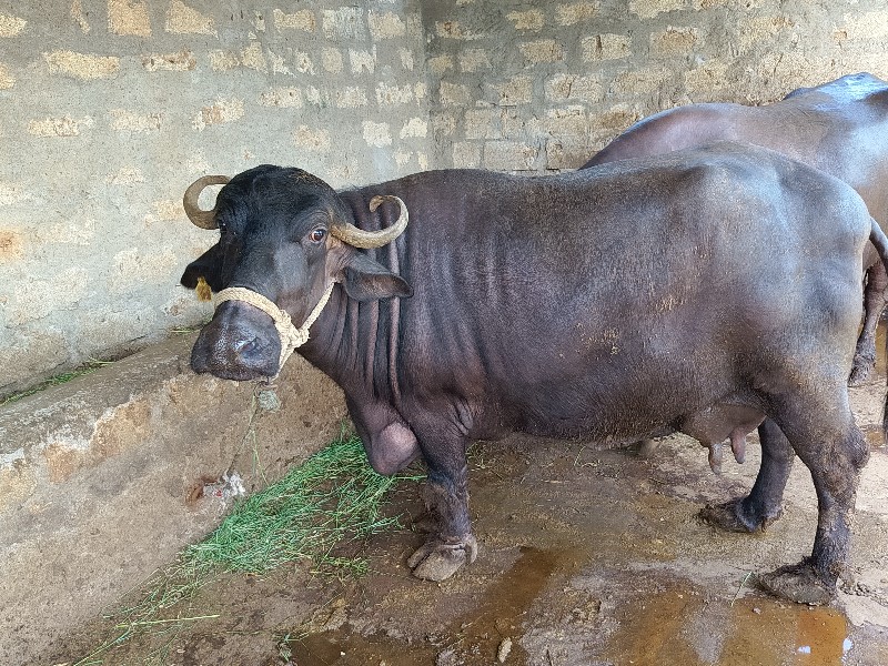 આ ભેંસ વેચવાની...