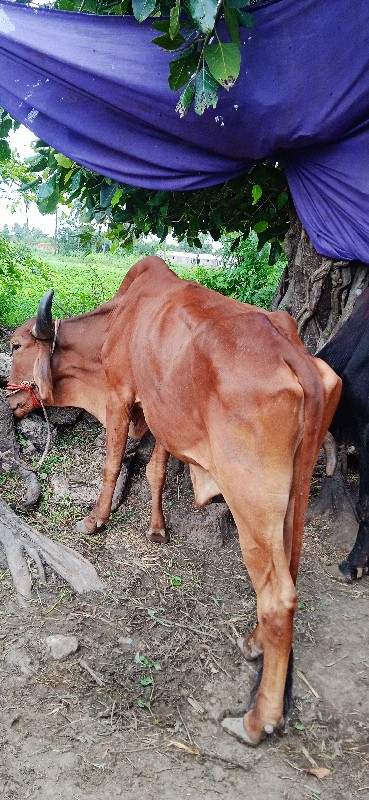 ચાલો ગોઢલો  વેચ...