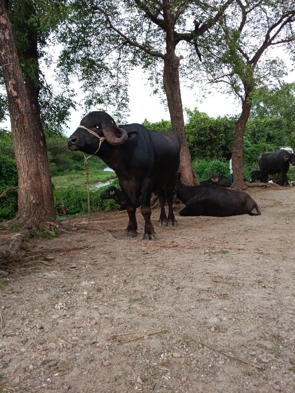 પાડો વેચવાનો છે