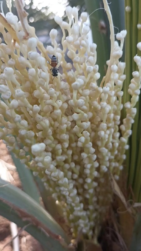 ખારેક ના રોપા...