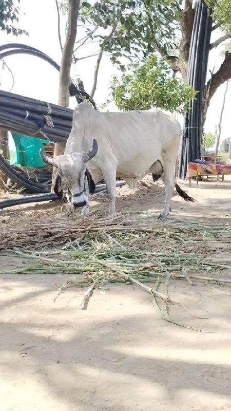 ગીર ગાય વેચવાની...