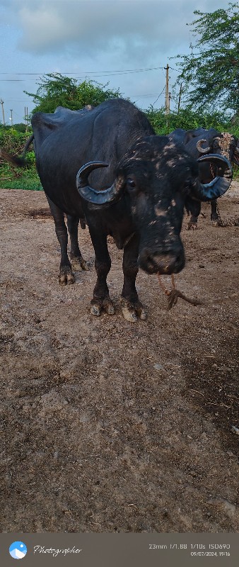 પાડો વેચવાનો છે