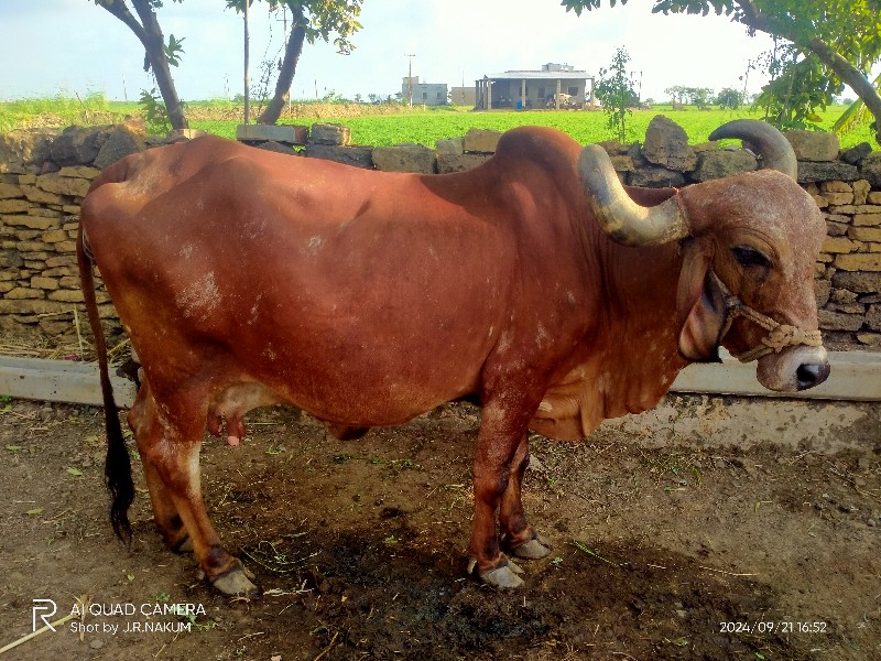 ગાય વેચવાની છે