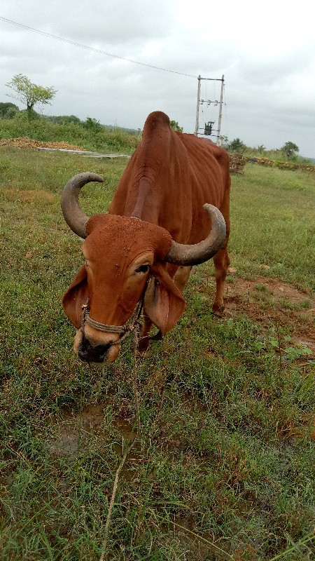 આ બળદની ત્રણ ધર...