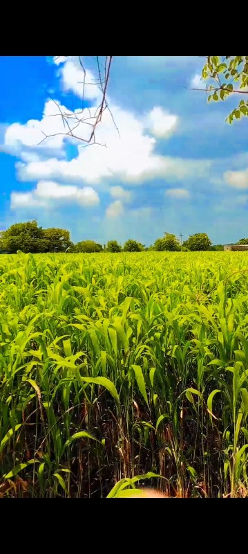 આ ચારુ વેચવાનો...