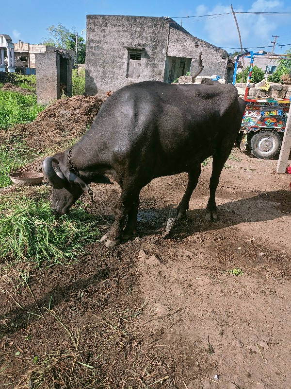 ખોડેલી વેચવાની...