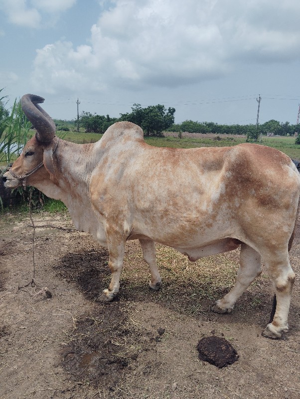 બળદ વેચવાનો છે