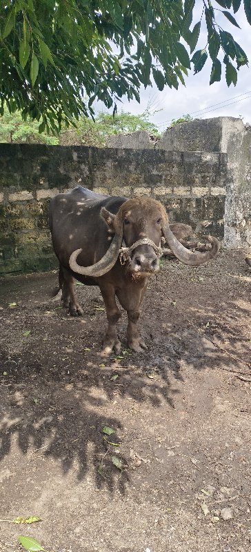 ભેંશ વેચવાની છે