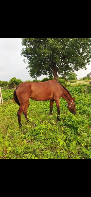 ધોડી વેચવાની છે