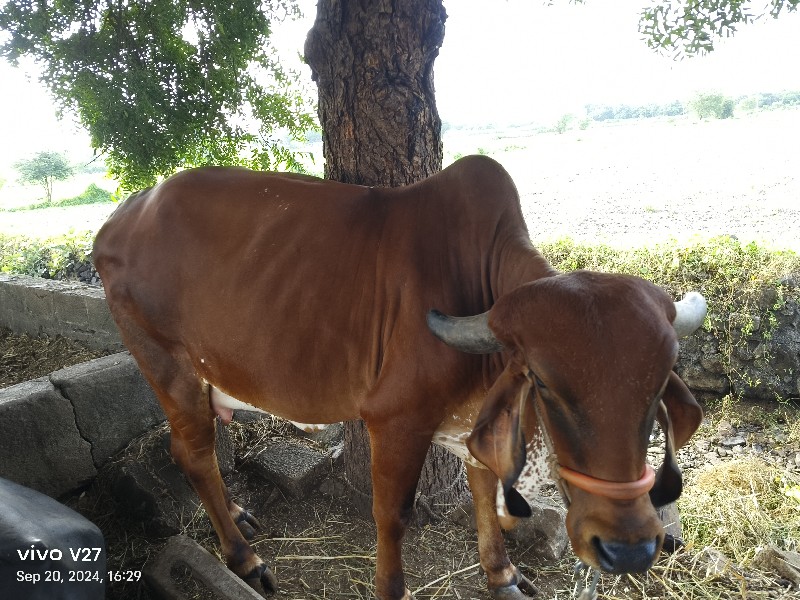 ગાય વેચવાની છે