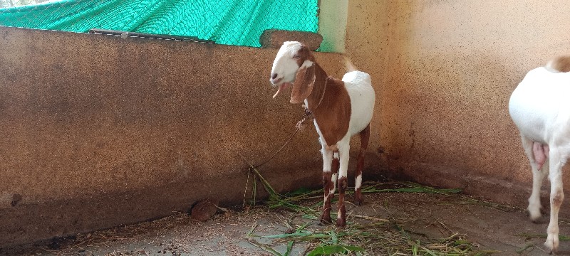 પતીરી 🐐 બકરી