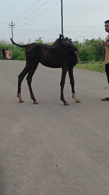 વછેરૉ વેચવાનો છ...