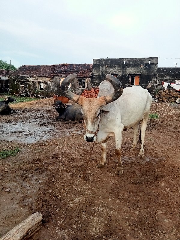 વેસવાનૉ શે