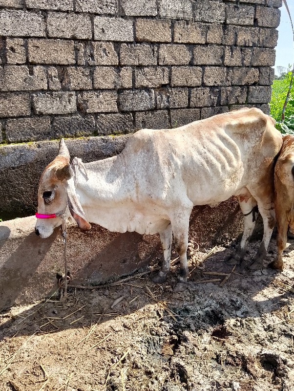 ગાય વેચવાની છે