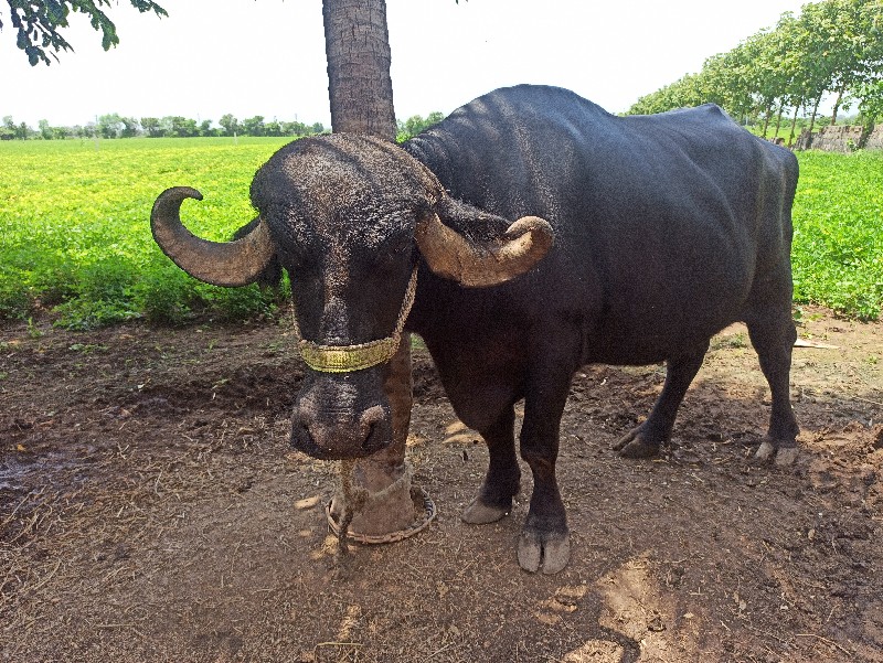 ભેસ વેચવાની છે