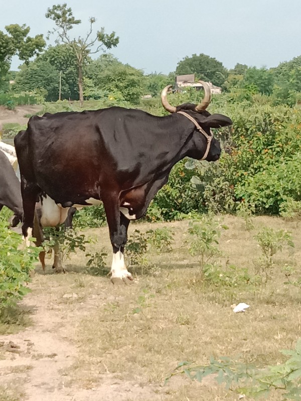 વાસડું નથી